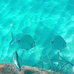 Diplodus sargus