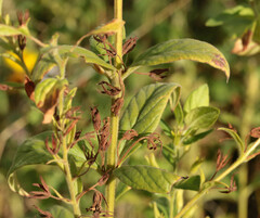 Lysimachia punctata