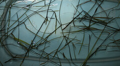 Potamogeton trichoides