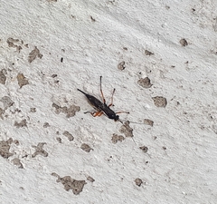 Pimpla rufipes