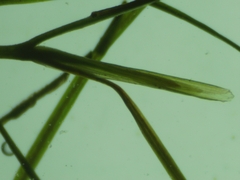 Potamogeton trichoides