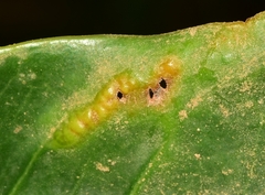 Chrysocharis