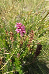 Erica spiculifolia