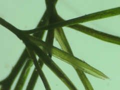 Potamogeton trichoides
