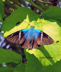 Astraptes fulgerator azul