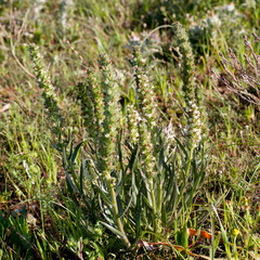 Echiostachys incanus