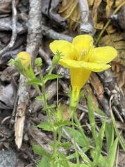 Aureolaria pedicularia