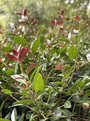 Ilex vomitoria