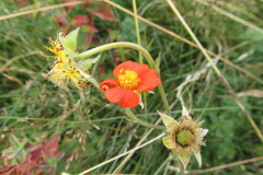 Geum coccineum