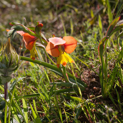 Gladiolus alatus