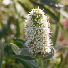 Echiostachys incanus