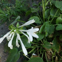 Hosta plantaginea