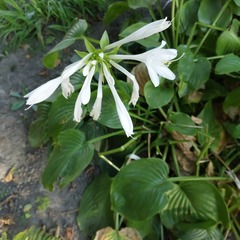 Hosta plantaginea
