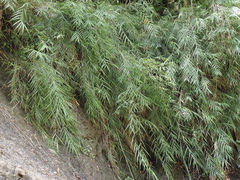 Arundo formosana
