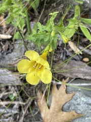 Aureolaria pedicularia