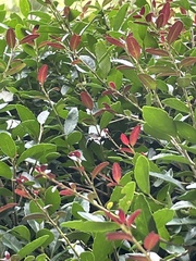 Ilex vomitoria
