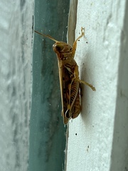 Melanoplus devastator