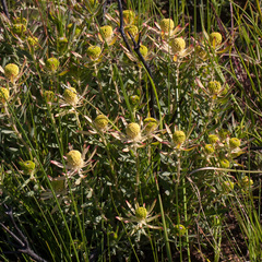 Leucadendron lanigerum lanigerum