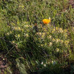 Leucadendron lanigerum lanigerum