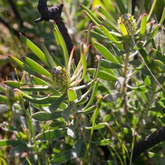 Leucadendron lanigerum lanigerum