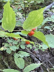 Prosartes hookeri