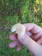 Hygrophorus chrysodon