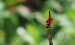 Urothemis signata