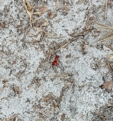 Pseudomethoca sanbornii