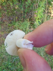 Hygrophorus chrysodon