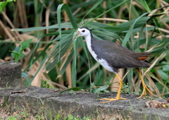 Amaurornis phoenicurus