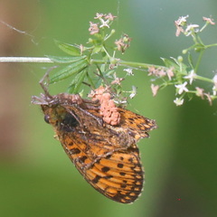 Boloria selene