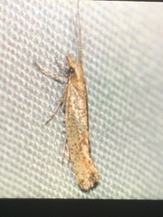 Plutella xylostella