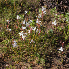 Chlorophytum graminifolium