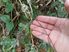 Ephedra foeminea
