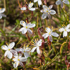 Chlorophytum graminifolium