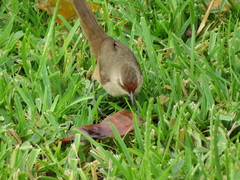 Phacellodomus rufifrons