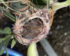 Cynanthus latirostris