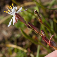 Chlorophytum graminifolium