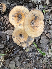 Lactarius psammicola