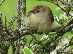 Phacellodomus rufifrons