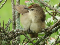 Phacellodomus rufifrons