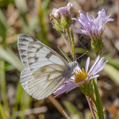Pontia occidentalis