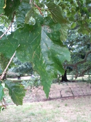 Corylus colurna