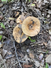 Lactarius psammicola