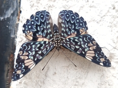 Hamadryas amphinome mazai