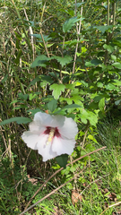 Hibiscus syriacus
