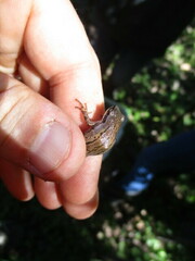 Pseudacris triseriata