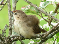 Phacellodomus rufifrons