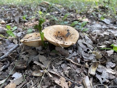 Lactarius psammicola