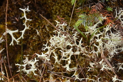 Cladonia uncialis